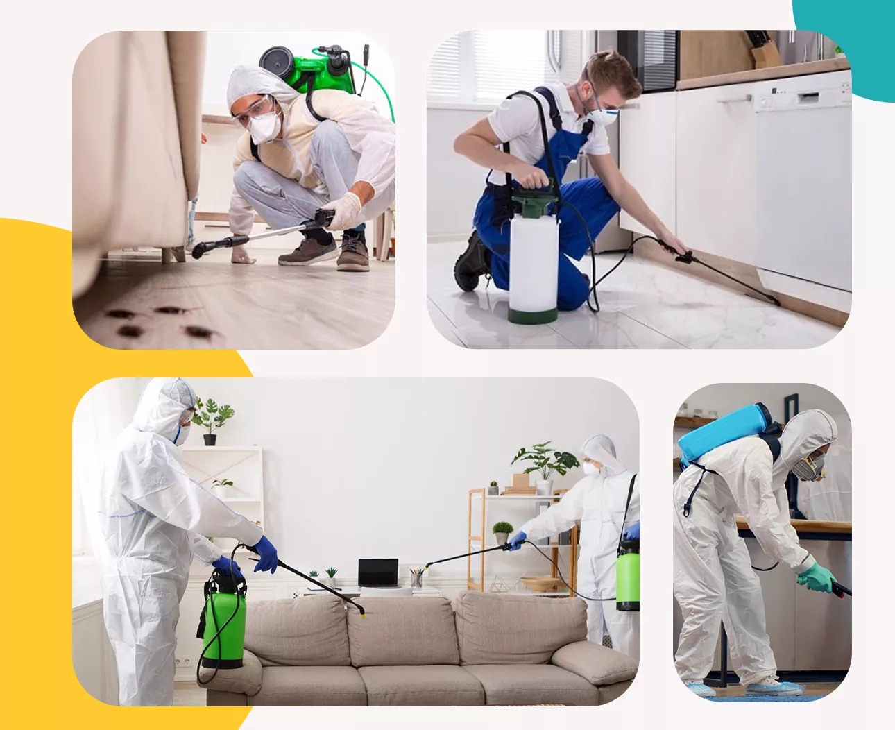  Bed bugs Pest Control