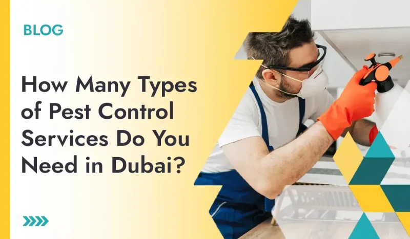 Choose a Professional Company in Dubai